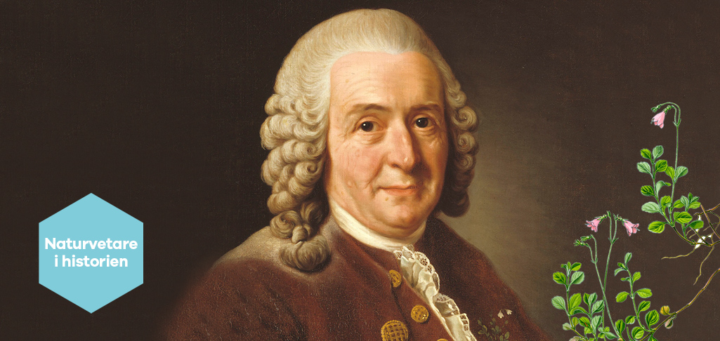 Bild på Carl von Linné